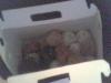 doughnut holes
